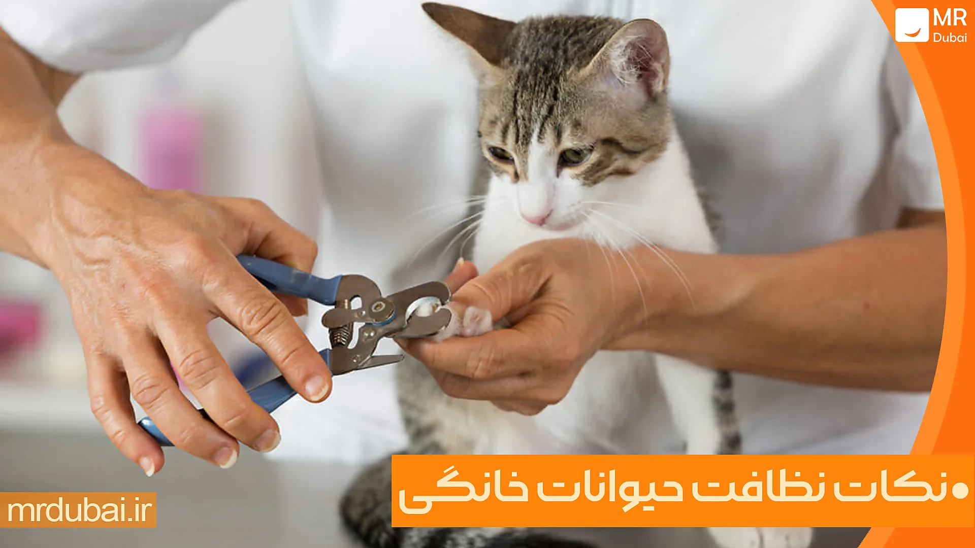 نکات نظافت حیوانات خانگی