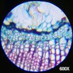 81zwUwicF8L._AC_SL1500_